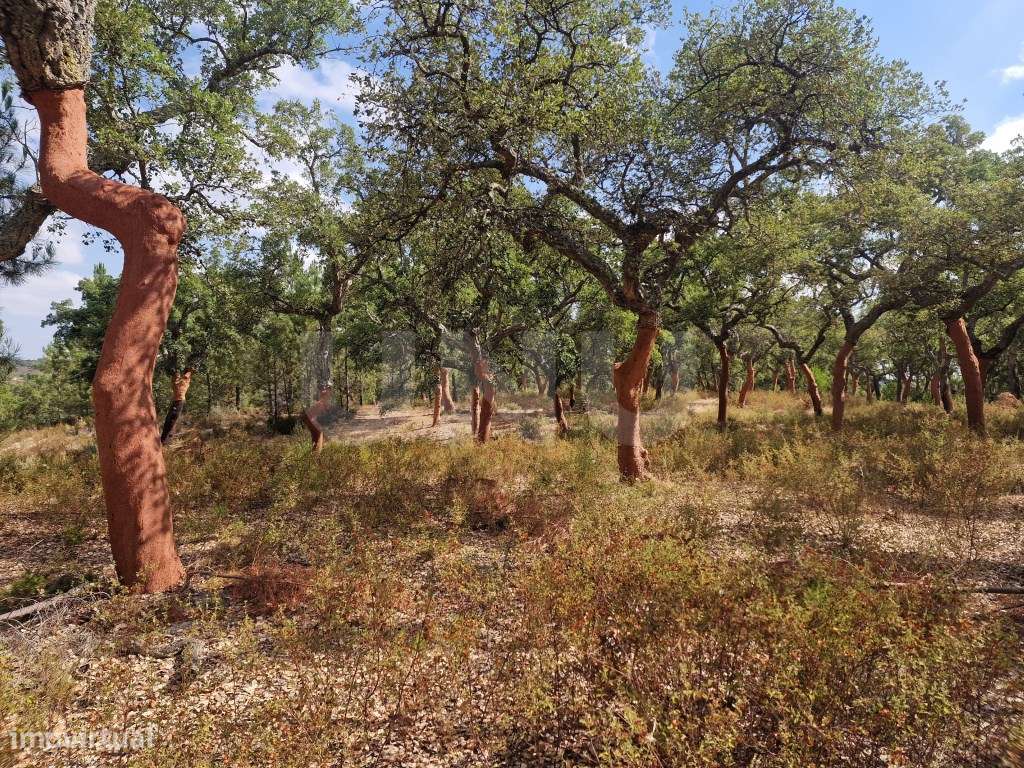 Terreno 14 HECTARES COM SOBREIROS E PINHEIROS-13