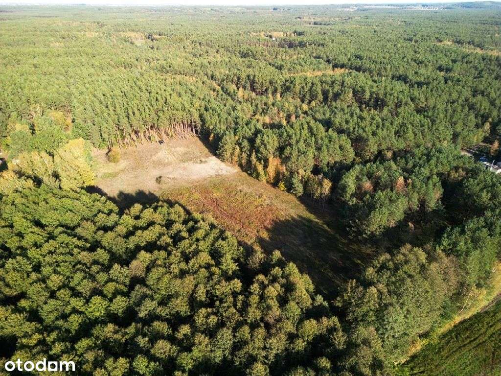 Piękna działka w środku lasu z warunkami zabudowy - Pełny obrazek: 4/12