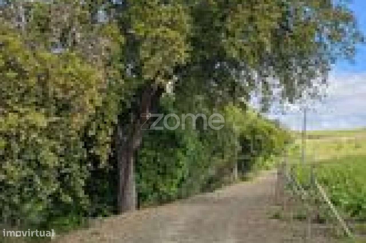 Terreno, 39 100 m², Favaios-14