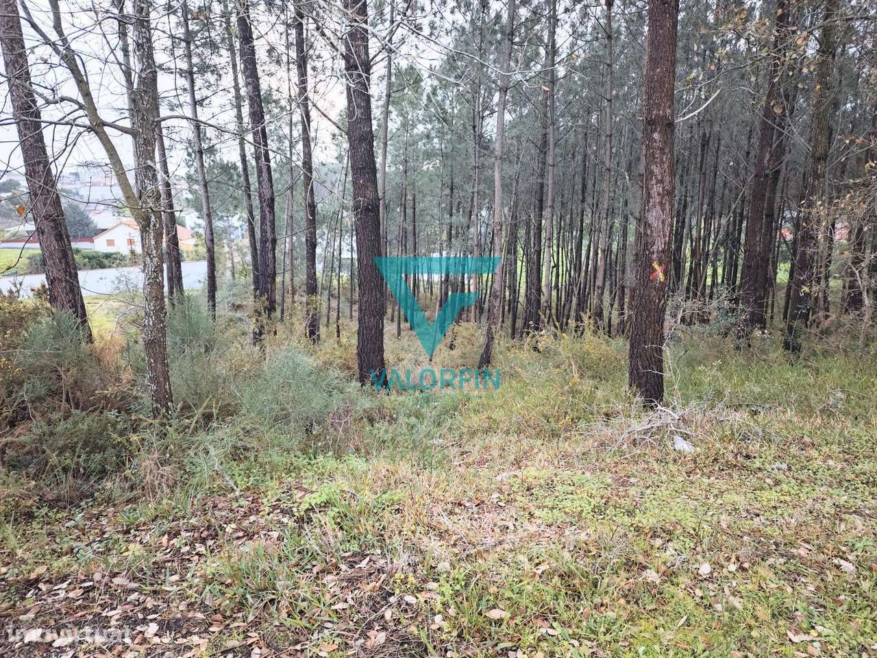 Terreno - Bidoeira de Cima, Leiria - Grande imagem: 5/7