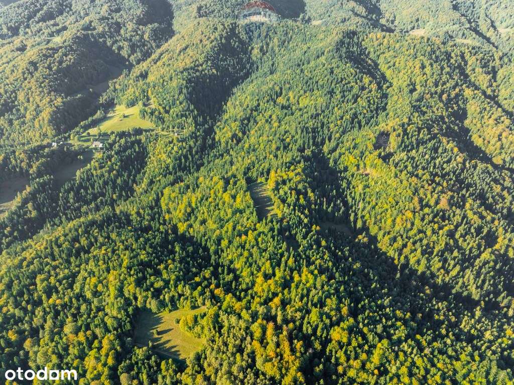 Polana w lesie - Pełny obrazek: 4/19