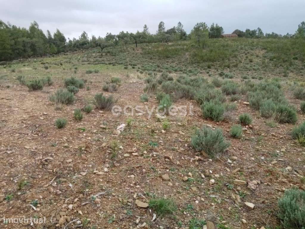 Excelente Terreno rústico na Localidade de Benquerencas, em C.Branco - Grande imagem: 3/13