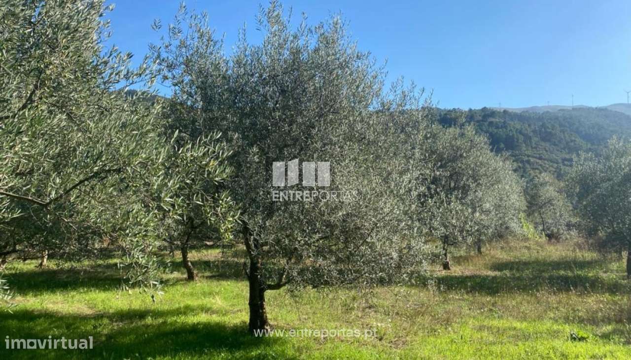 Venda Terreno, São Cristóvão de Nogueira, Cinfães - Grande imagem: 4/29
