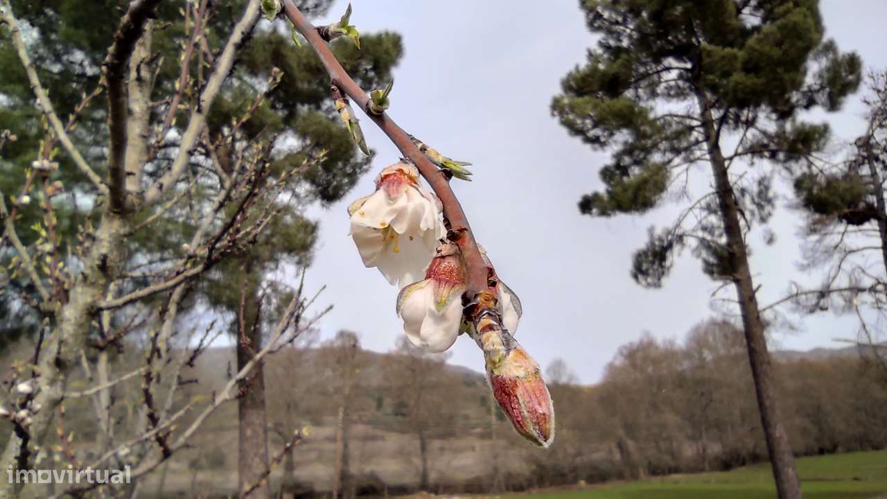 Oportunidade Exclusiva: Quinta com Alto Potencial de Valorização-4