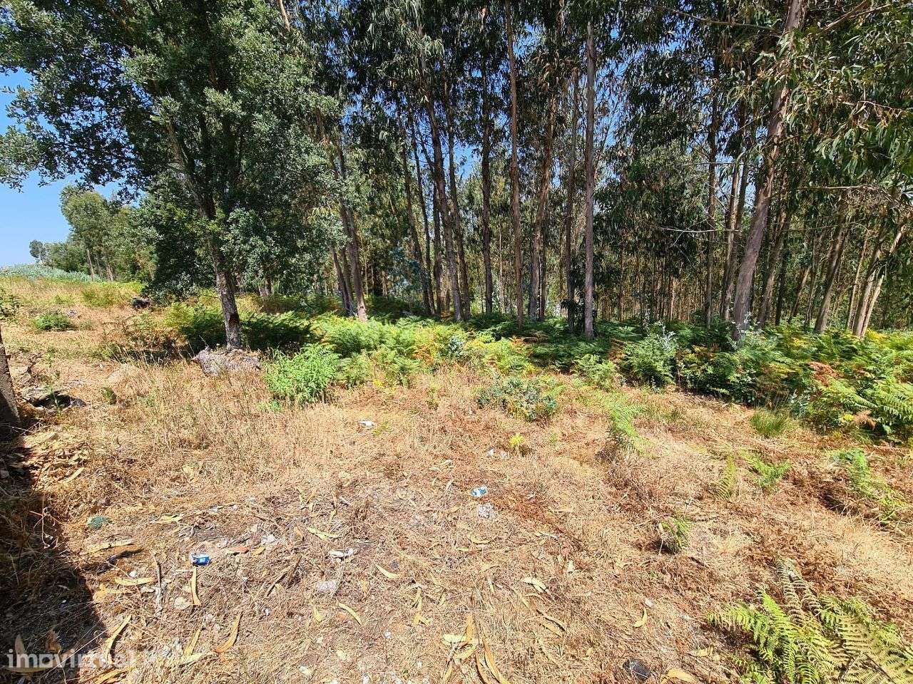 Terreno para construção em Nogueira do Cravo-8