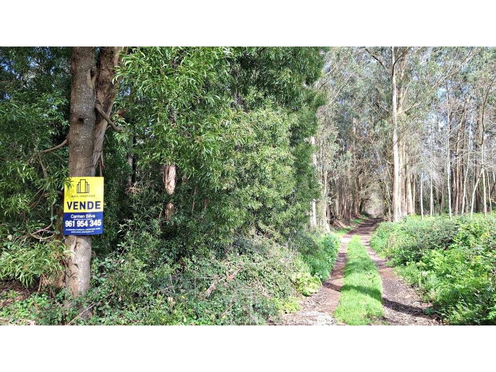 Terreno Rústico - São João, Ovar - Grande imagem: 2/5