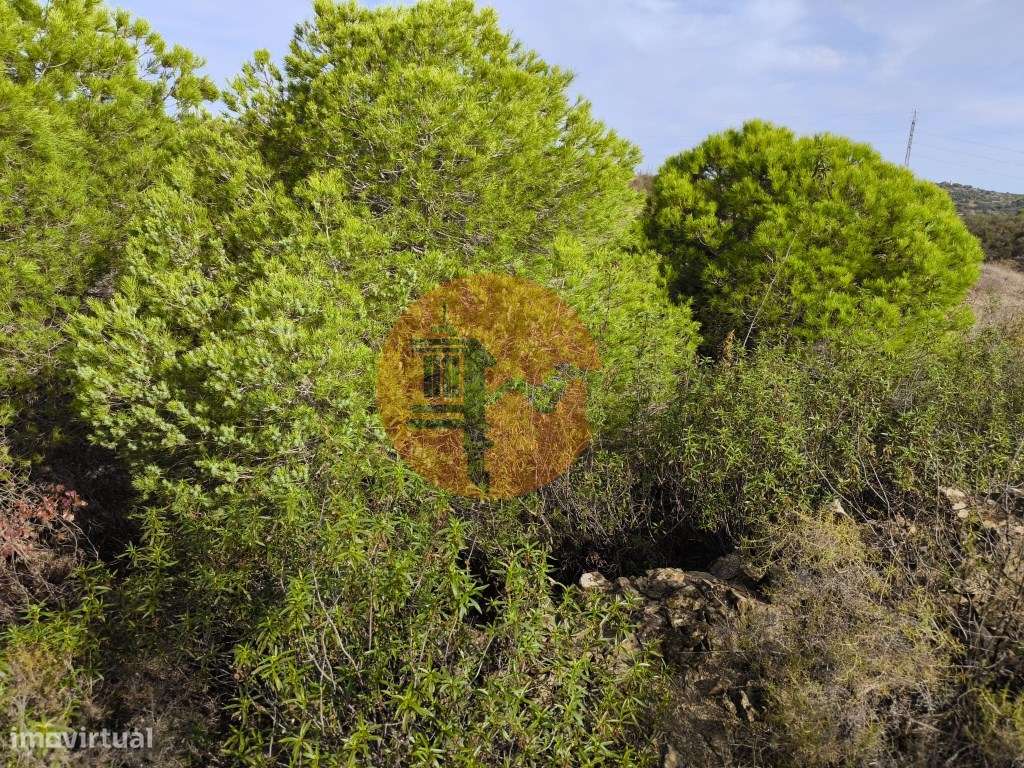 TERRENO COM 21.000 M2 - COM POÇO - FIGUEIRAIS - BELICHE - CASTRO MA... - Grande imagem: 3/25
