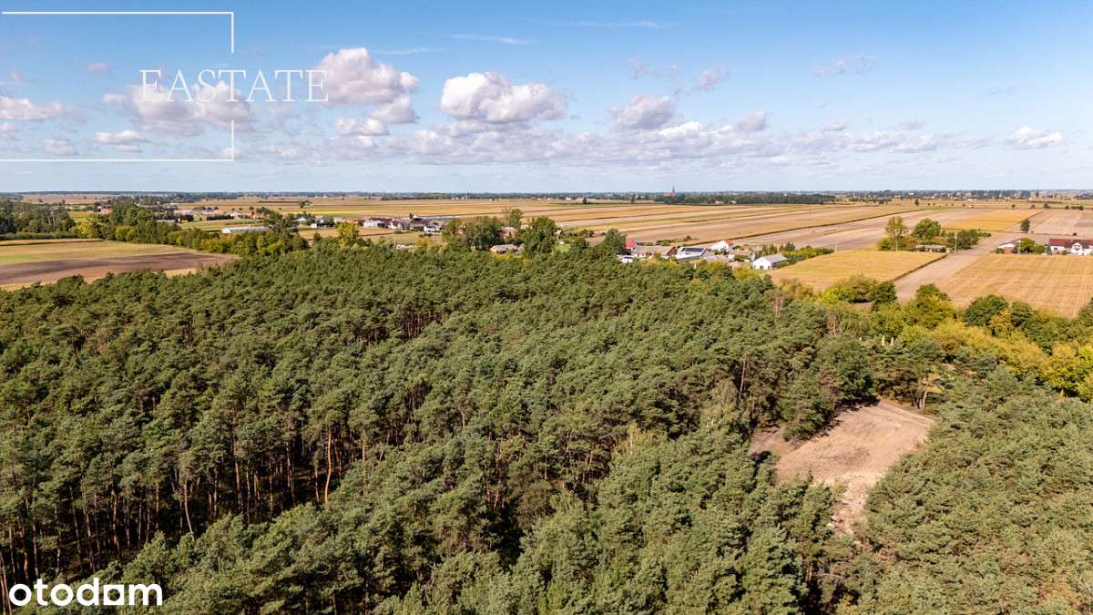 Na sprzedaż hektar działki leśnej - Pełny obrazek: 4/5