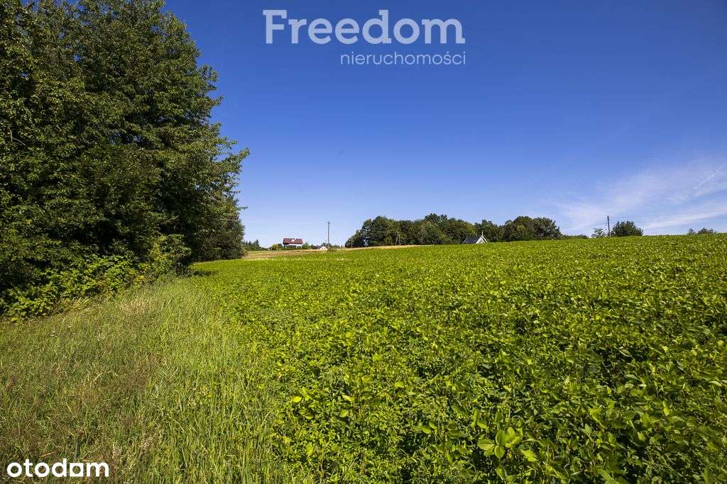 Działka 49 ar pod siedlisko, prąd i gaz na miejscu - Pełny obrazek: 3/11