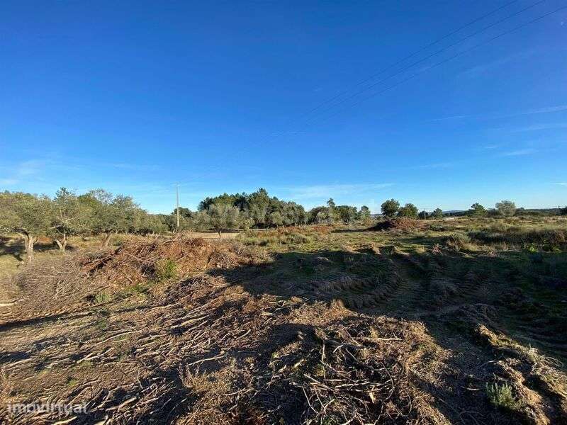 Quintinha T1 / Fundão, Vale Prazeres - Grande imagem: 4/12