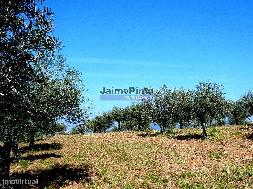 6,95 HA OLIVAL e CASA de CAMPO. Portugal, Barca dAlva, F. C. Rodrigo. - Grande imagem: 3/9