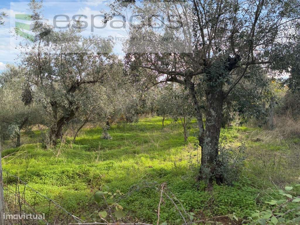 Quinta com casa de Habitação-32