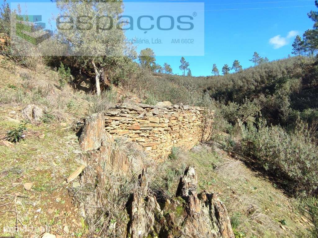 Olival com vista para o rio - Vilares de Cima - Grande imagem: 2/9