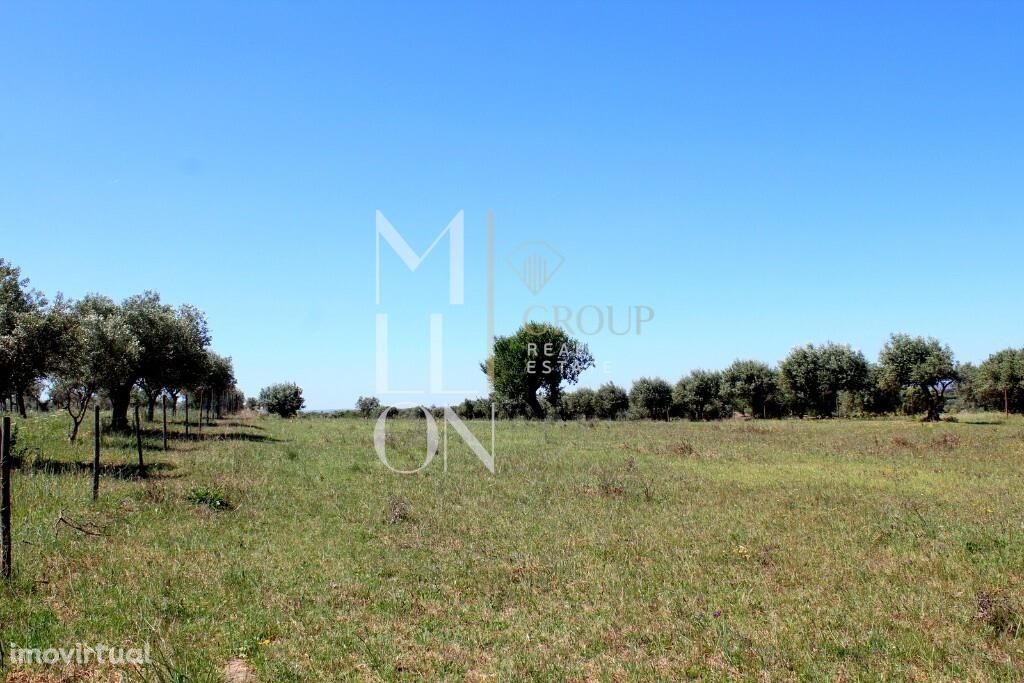 Terreno – Agrícola – Venda Olival com 5000 m2 na zona de Vale Madeira,