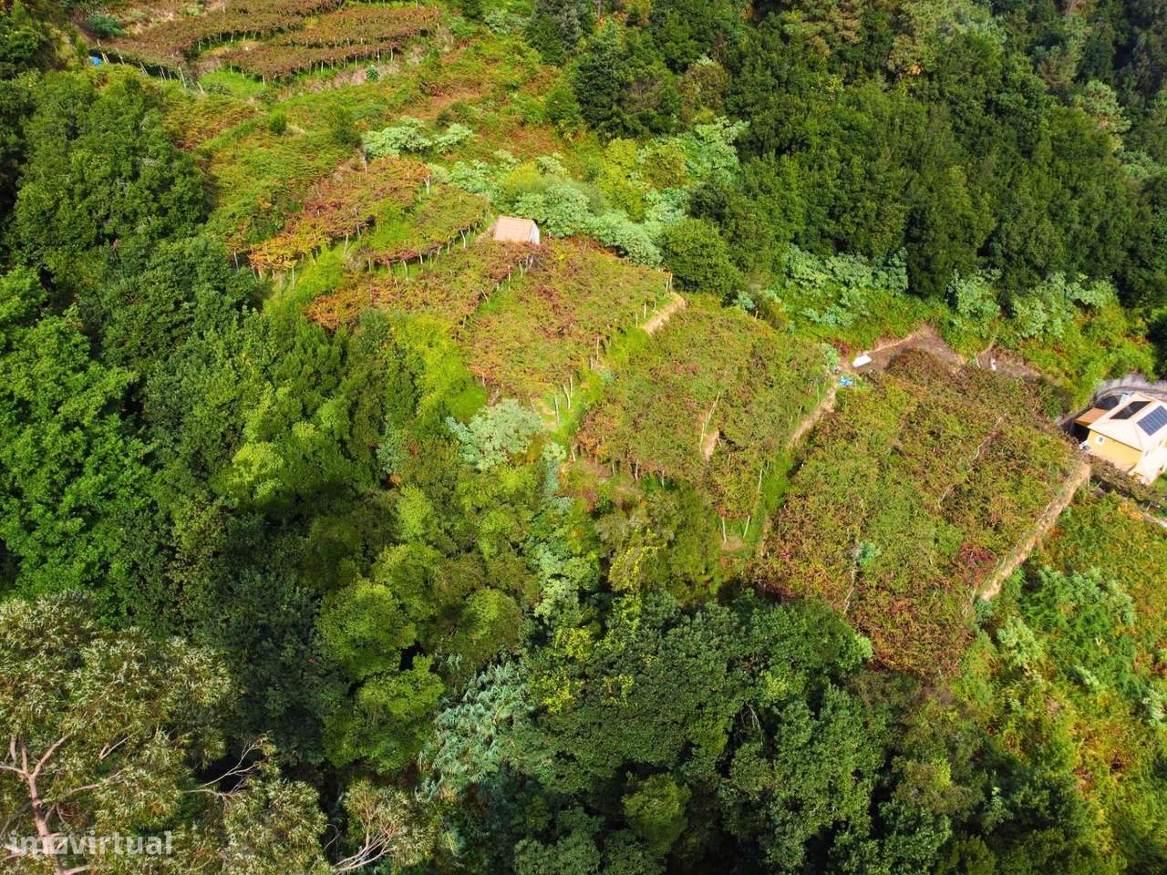 Terreno de Investimento com Vinha em São Vicente — Miradouro do LOURAL - Grande imagem: 4/14