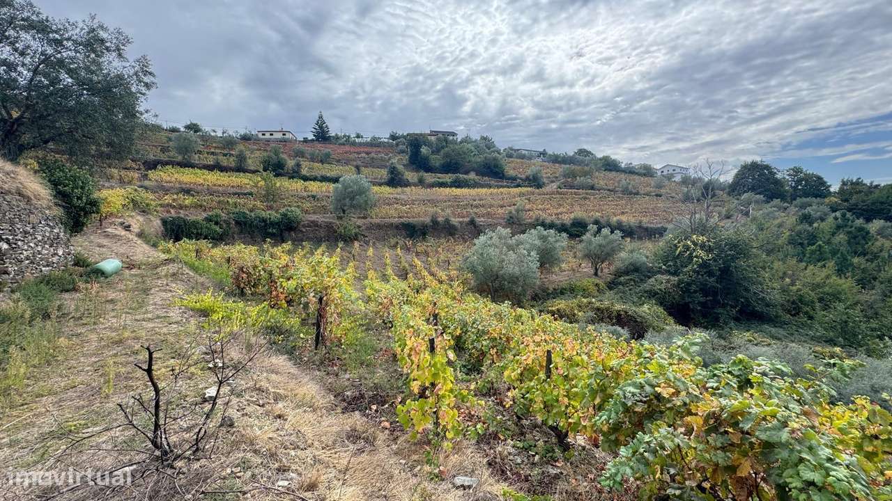 Quinta do Prado em Moura Morta, Régua-27
