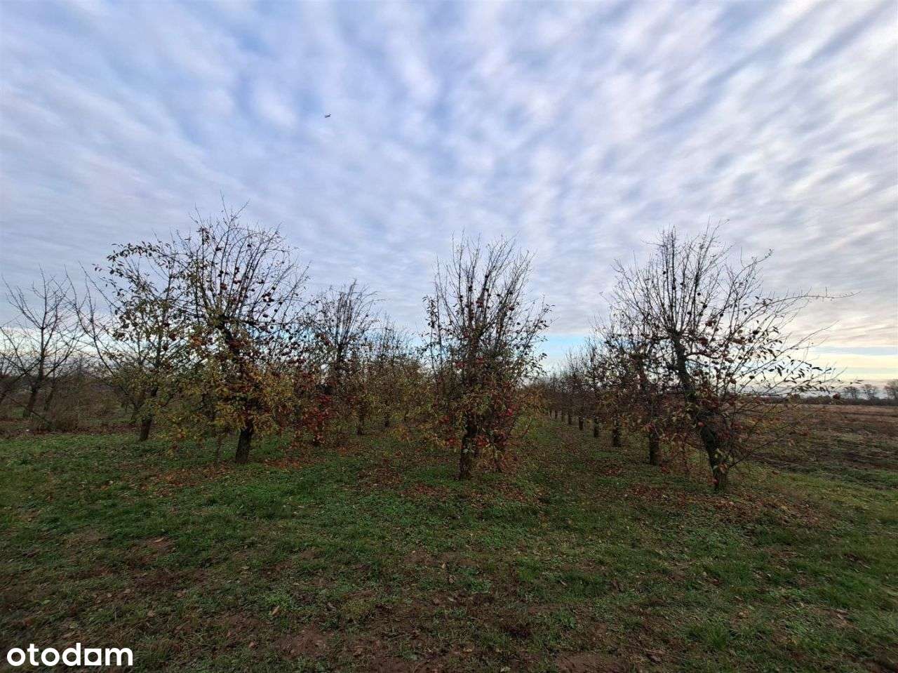 Działka rolna 1,7 ha, Czersk, gm. Góra Kalwaria-5