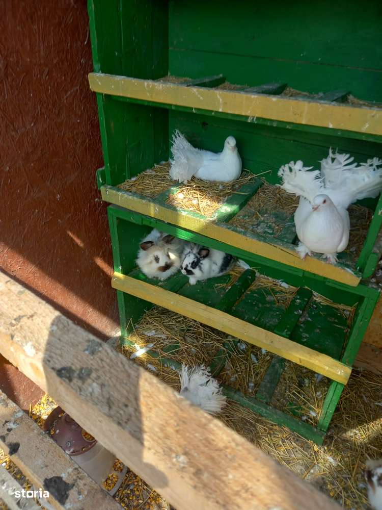 Casa baraneasca + 9300mp teren (livada) zona sat Ziduri jud. Buzau-9