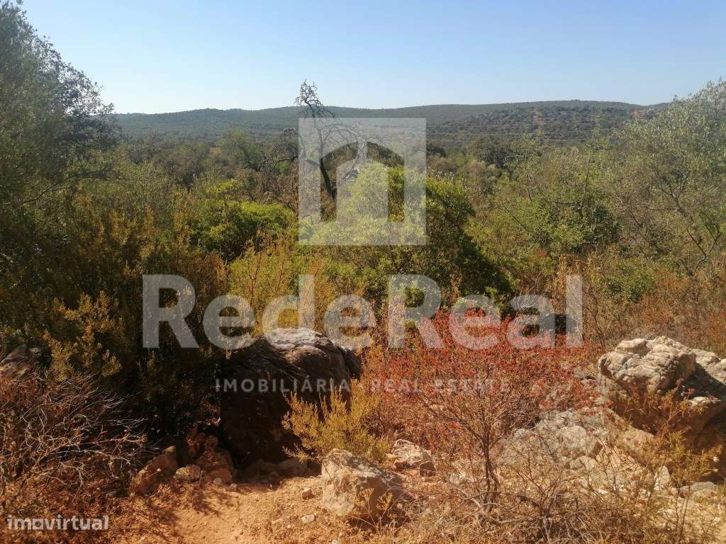 Terreno com bons acessos ideal para agricultura biologica - Grande imagem: 2/10