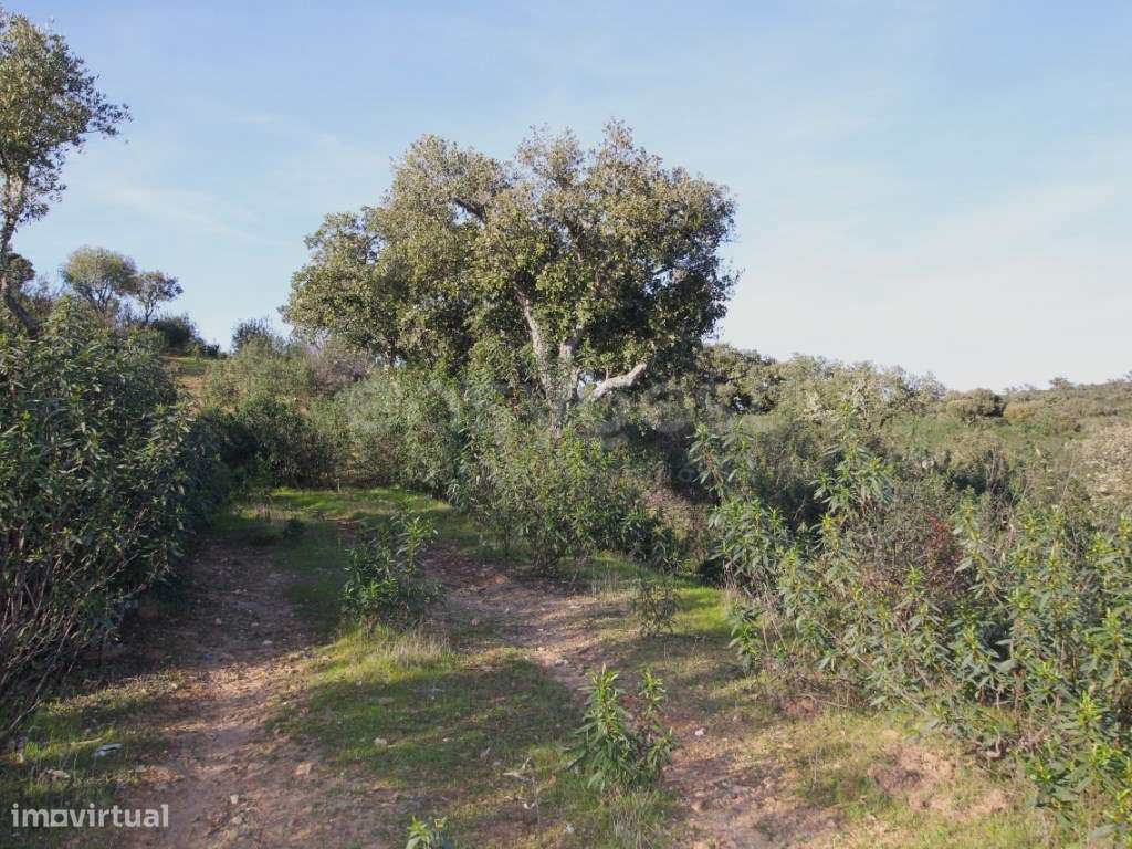 Herdade com acesso direto ao Rio Tejo Parque Natural do Tejo Intern... - Grande imagem: 2/11