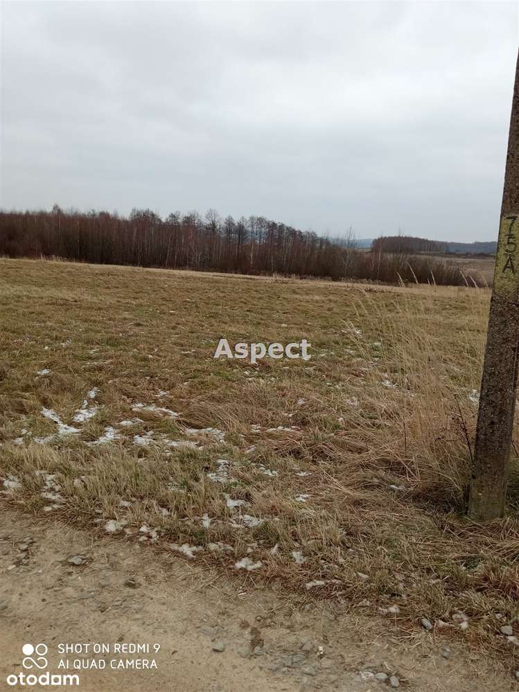Działka Borek Nowy 78,99 ara - Pełny obrazek: 4/8