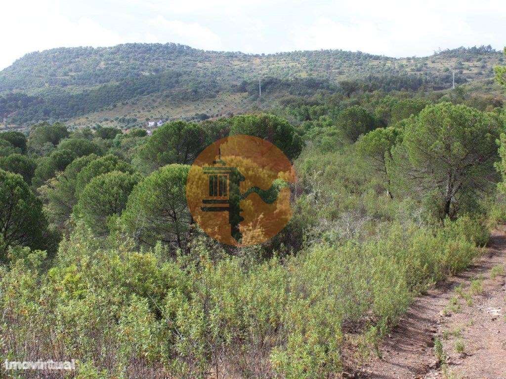 Herdade com 80 hectares com viabiliade de construção de 50% da area... - Grande imagem: 3/15