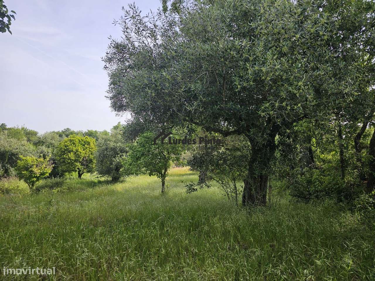 Quinta à beira do Rio Ocreza-7