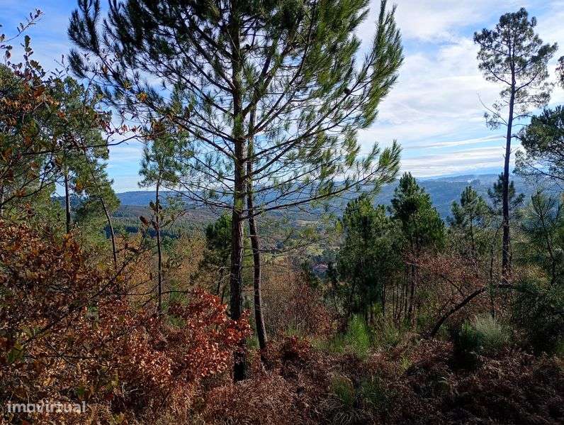 Terreno com vinha, oliveiras e mata. - Grande imagem: 5/12