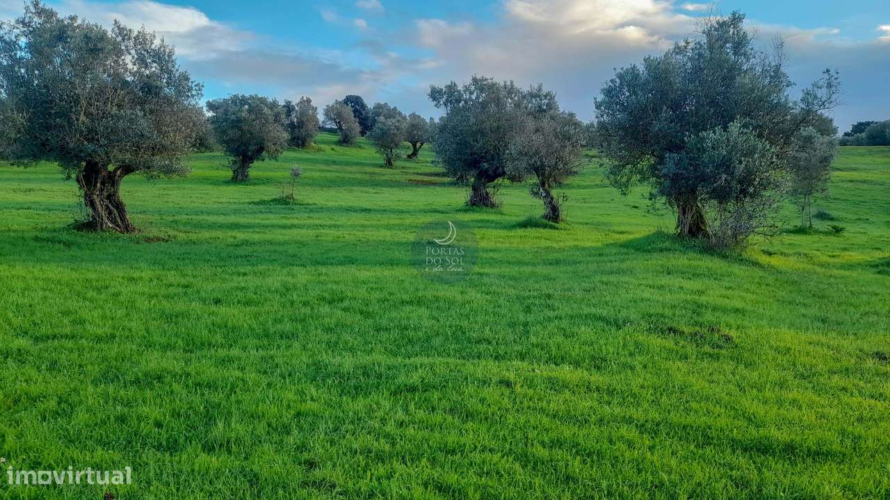 2 Armazéns e Alpendre em 2.040 m2 de Terreno. - Grande imagem: 4/6