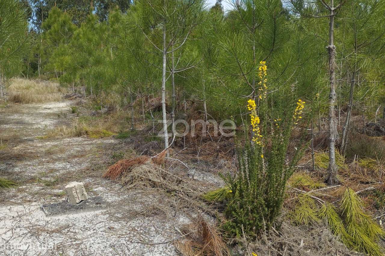 Terreno Rústico Carvide - Grande imagem: 3/20