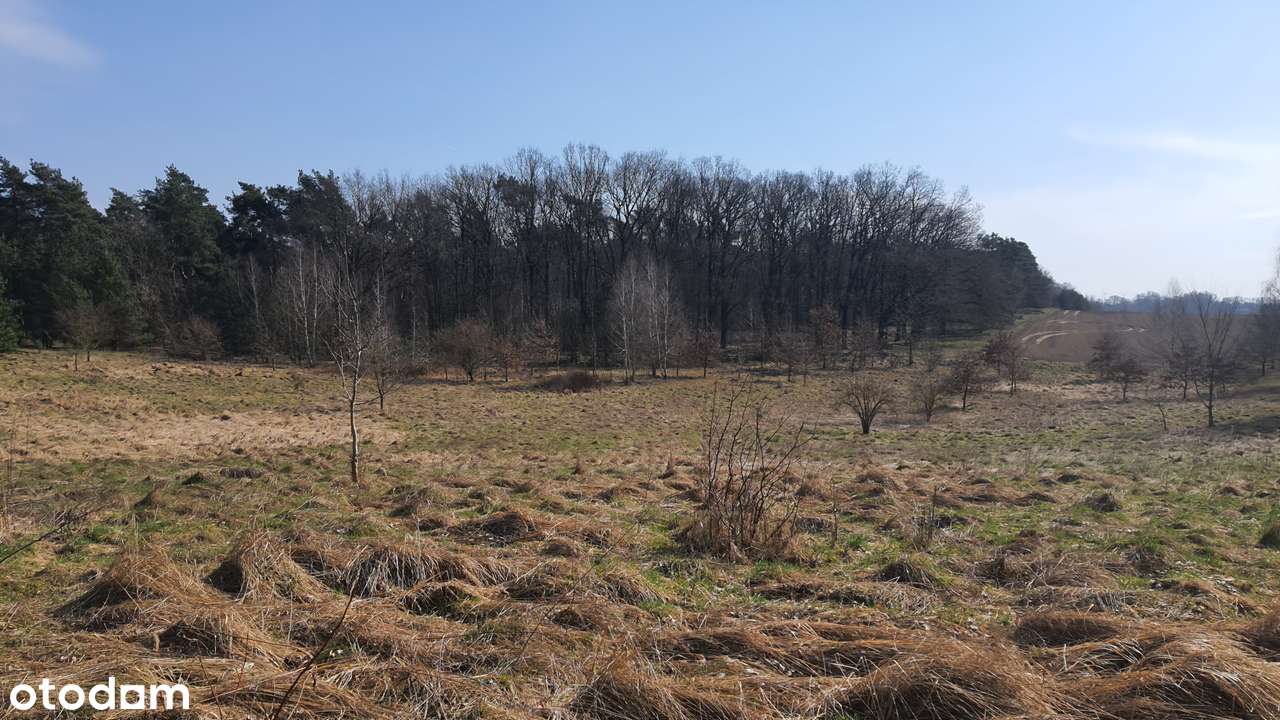 Działka w Grabowie - Pełny obrazek: 5/8
