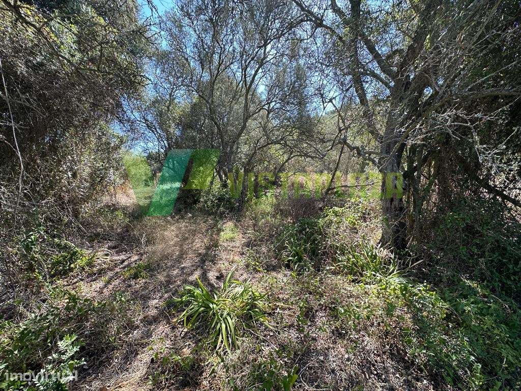 Terreno Rustico em Ladeira da Cumeada, Messines - Grande imagem: 2/16