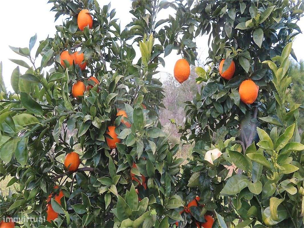 Quinta  para venda - Grande imagem: 5/50