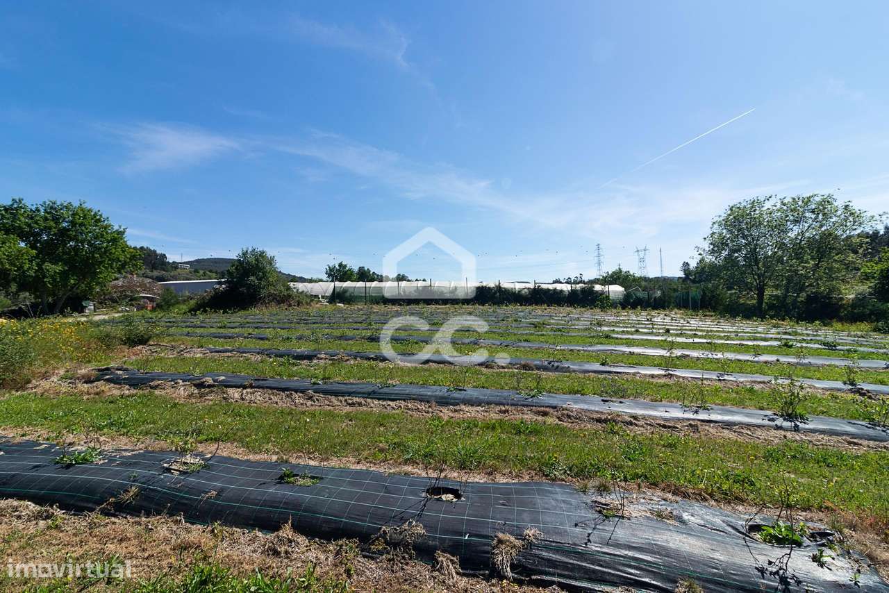 Quinta com Produção de mirtilo e framboesa em Requeixo - Póvoa de Lanh - Grande imagem: 4/29