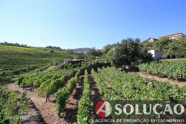 Terreno c/vinha e projeto p/moradia aprovado - Grande imagem: 4/8