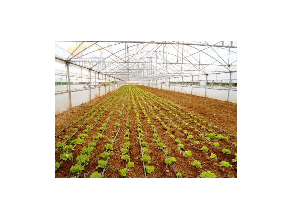 OPORTUNIDADE | Terreno com estufas e armazém para exploração agríco... - Grande imagem: 5/60
