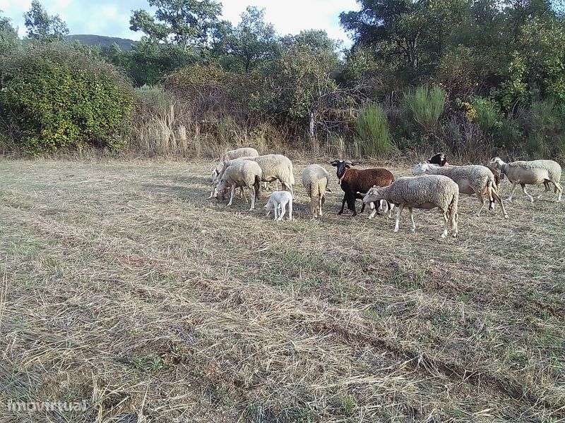 Terreno agrícola com Palheiro - Grande imagem: 4/5
