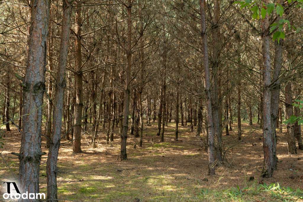 Działka blisko jeziora pod dom lub rekreację. - Pełny obrazek: 5/6