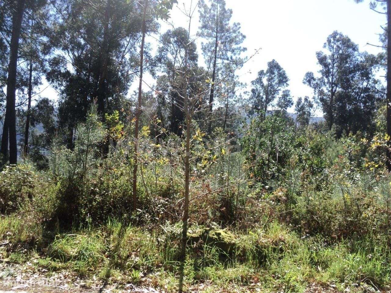 Terreno / Marco de Canaveses, Sande e São Lourenço - Grande imagem: 4/4