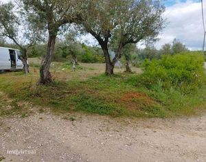 Venda de Olivais Barro Branco/ Borba. Rústico. Alentejo [Évora] - Grande imagem: 2/6
