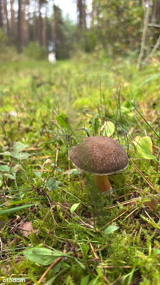 Działka budowlana i rolna, Liwiec, prąd, woda - Pełny obrazek: 5/5