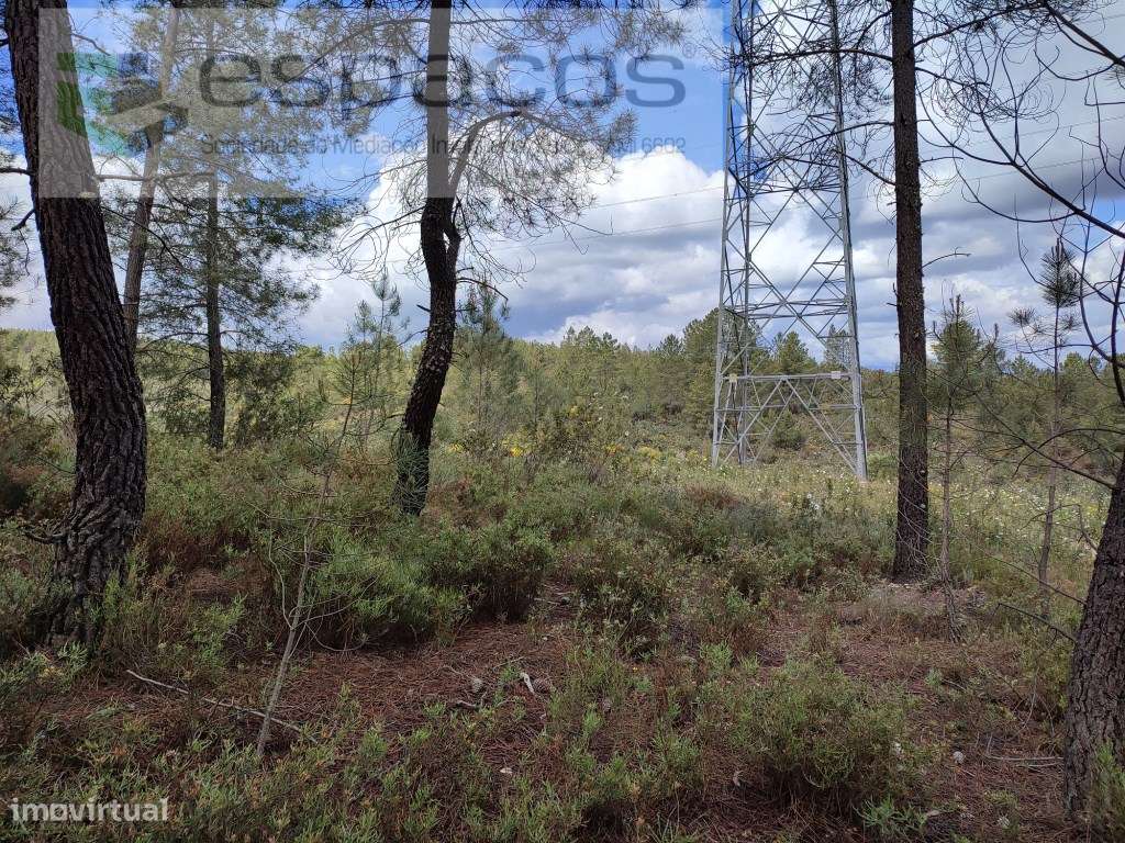 Terreno rústico próximo de Castelo Branco - Grande imagem: 3/10