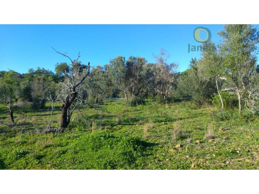 Terreno Rústico Venda São Brás de Alportel - Grande imagem: 4/9