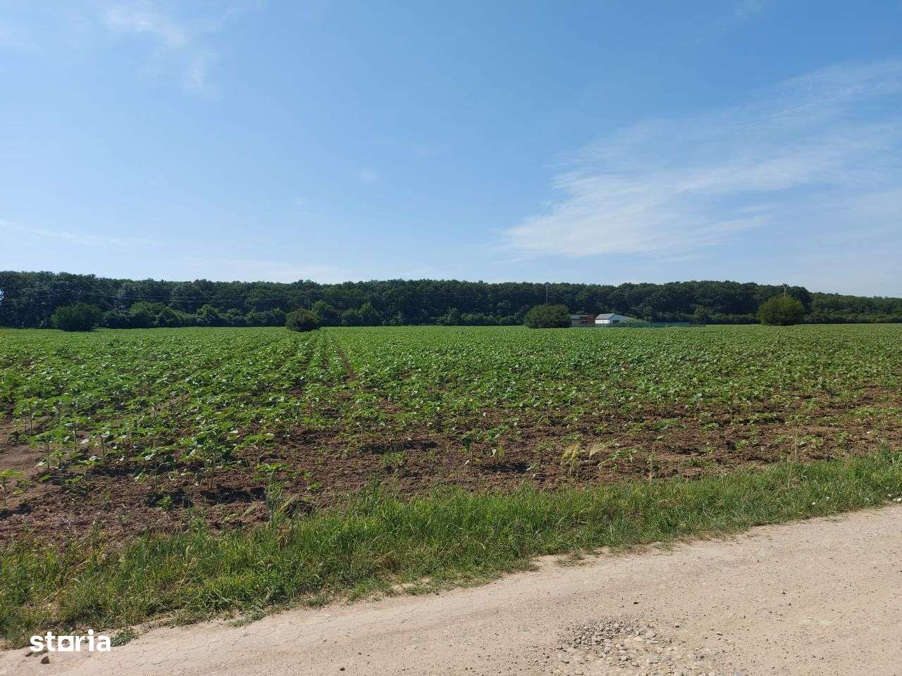 Snagov-Ghermanesti, teren intravilan, 5000mp, la padure - Imagine principală: 4/4