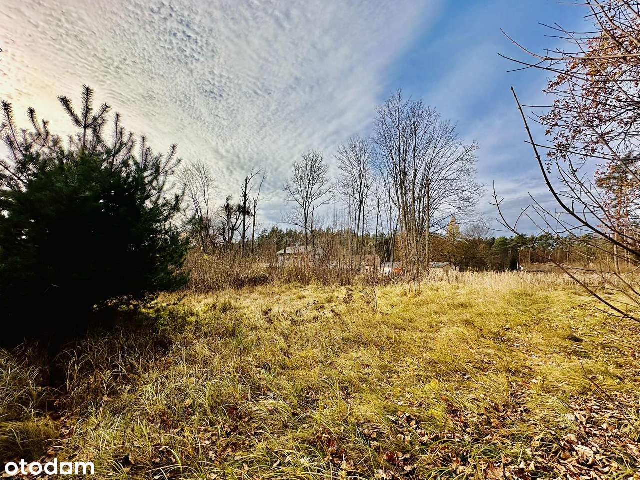 OSTROWINA / BEZPOŚREDNIE SĄSIEDZTWO LASU - Pełny obrazek: 5/13