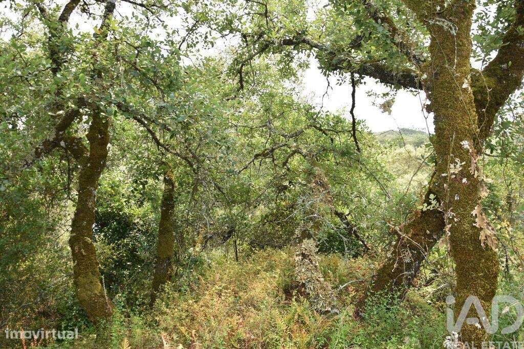 Terreno em Chãos de 4120,00 m2 - Grande imagem: 4/30