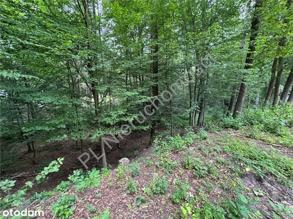 Buduj marzenia tuż przy lesie. - Pełny obrazek: 5/6