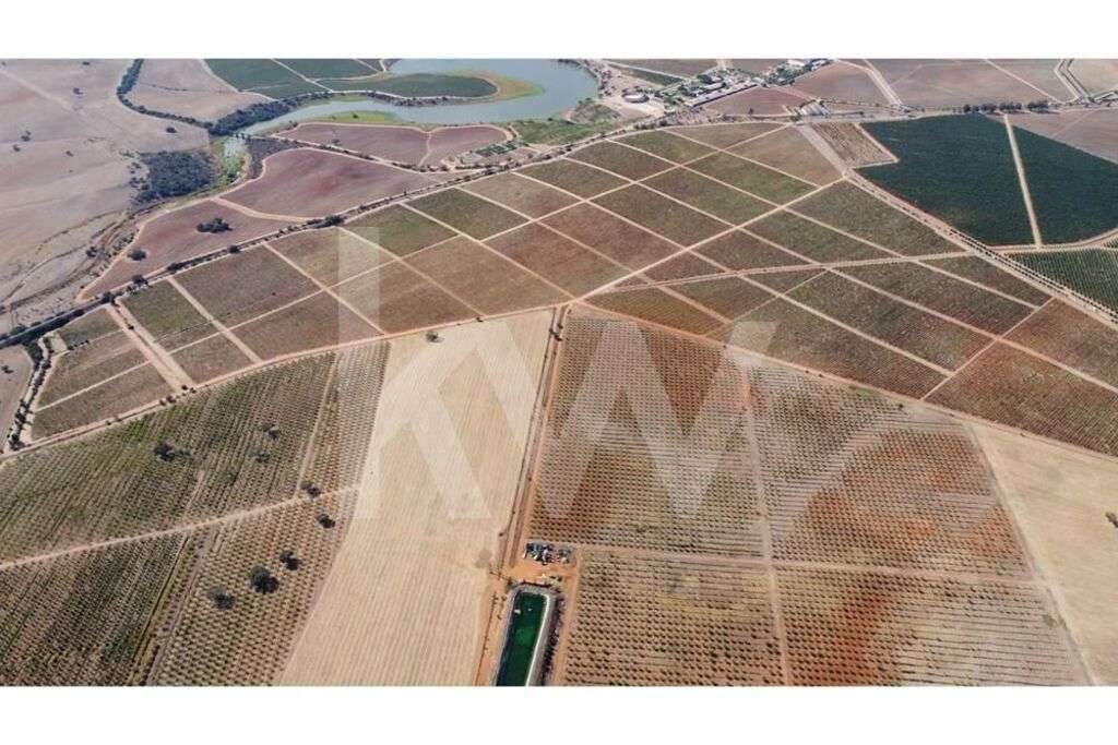 Herdade de amendoal em Beja com 79 ha - Grande imagem: 3/17