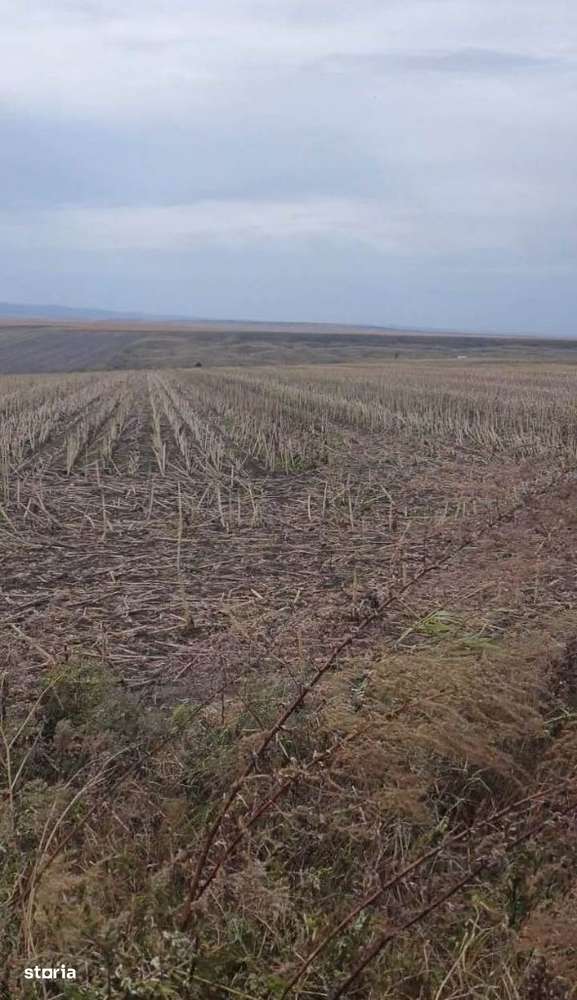 Teren extravilan Breazu - Horlesti, 10.000 mp, deschidere la strada - Imagine principală: 3/4