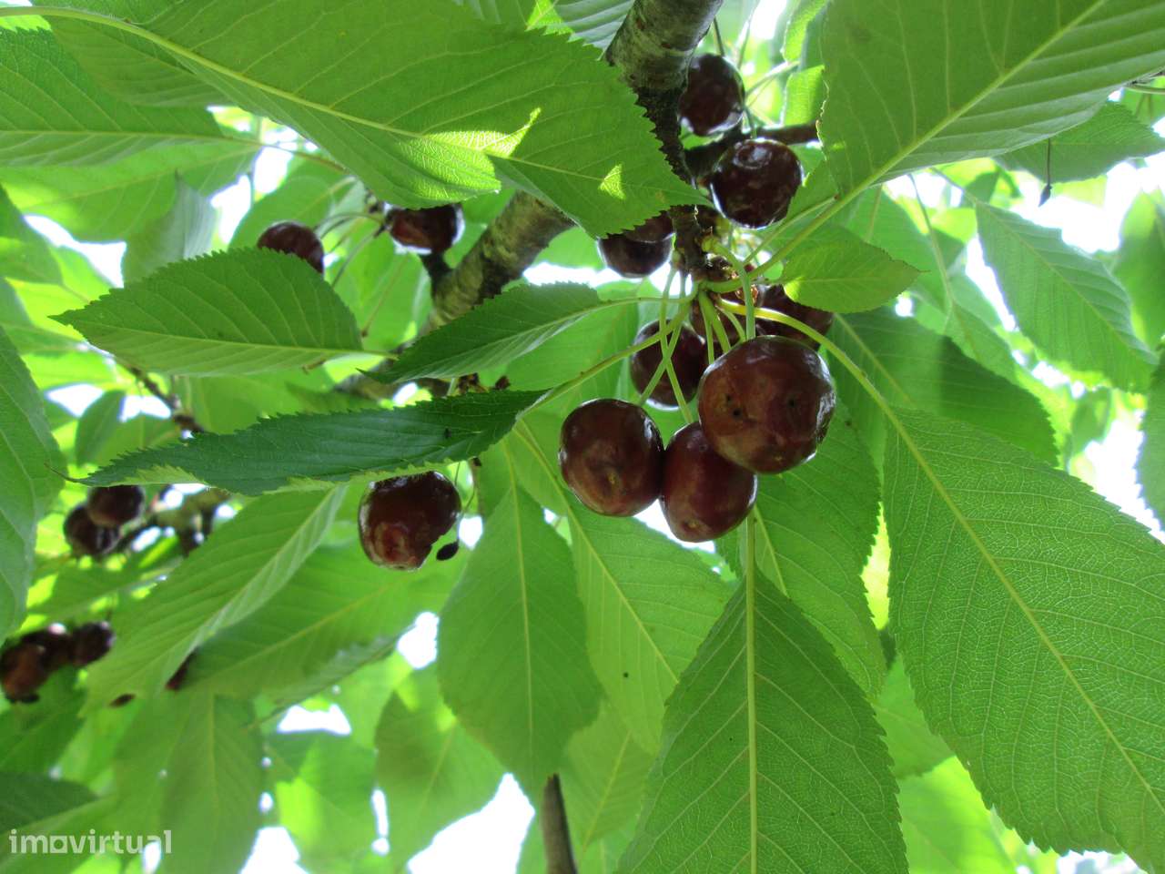 Quintinha no Minho Ponte de Lima * 10.000 m2 * a 90 Km do Porto-38